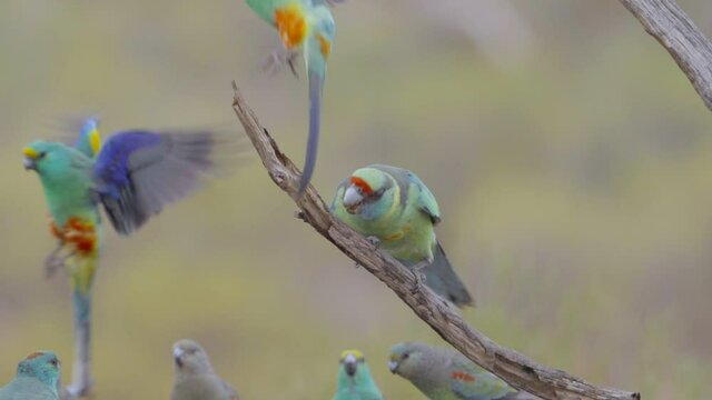 slow motion shot of a mallee ringneck biting two mulga parrots at gluepot reserve in south australia- conformed from 120p