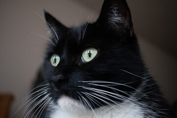 black and white cat with green eyes looking outside