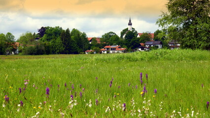 Blick über Moorwiesen auf Bayersoien im Allgäu  mit lila Knabenkraut und weißem Wollgras