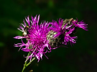 Plant flower with a bumblebee + Processed with Focos