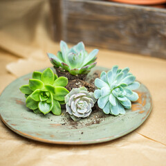 verschiedene Sukkulenten und Echeveria im Topf,  pflanzen, pflegen und vermehren - Urban Jungle...