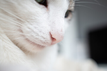 close up of a cats nose