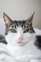 portrait of a cat with green eyes