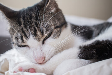 beautiful cat is cleaning herself 