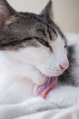 cat is cleaning herself with her tongue