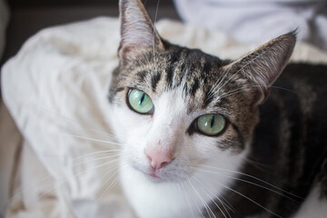 cat is looking to you