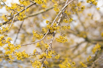 yellow flowers on a tree