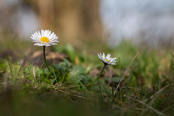 daisies in the meadow