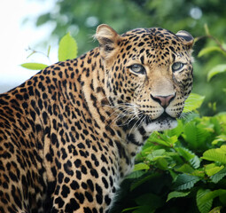 close up portrait of javan leopard