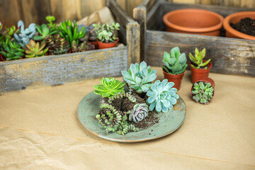 verschiedene Sukkulenten und Echeveria im Topf,  pflanzen, pflegen und vermehren - Urban Jungle Trend