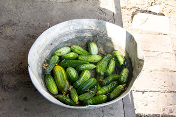 Cucumbers in a large bowl filled with water