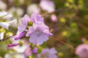 Musk Mallow, pink wildflower close-up