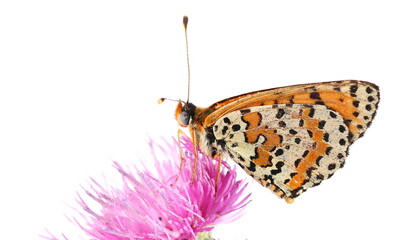 Butterfly, Twin-spot fritillary, Brenthis hecate, isolated on white background