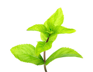 Branch of mint
