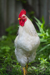 White rooster in the grass.