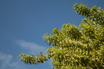 green and yellow leaves pattern on blue sky with clouds