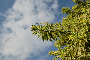 green and yellow leaves pattern on blue sky with clouds