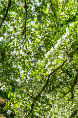 Tree Fkiwers Bacjgriynd