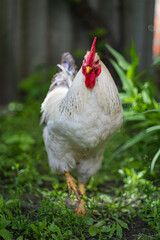 White rooster in the grass.