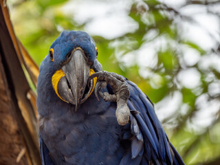 Parrot raising leg to mouth