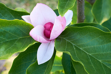 Pink Magnolia flower in Magnolia tree closeup.