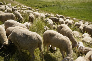 Obraz na płótnie Canvas Flock of grazing sheep in a meadow in Bavaria, Germany 