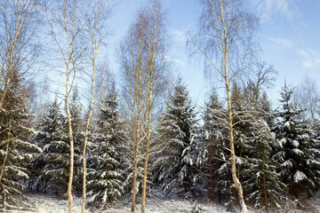 snow covered mixed trees