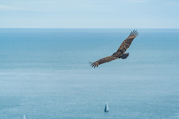 Bird flying over Golden Gate Bridge in San Francisco