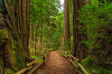 Into the woods at Muir Woods National Monument