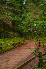 Into the woods at Muir Woods National Monument