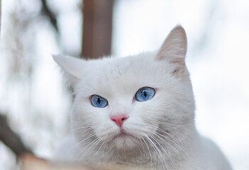 White cat with blue eyes closeup portrait outdoors.