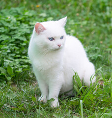 White cat with blue eyes outdoors. Summer.