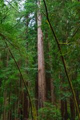 Fototapeta na wymiar Into the woods at Muir Woods National Monument