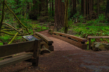 Fototapeta premium Into the woods at Muir Woods National Monument