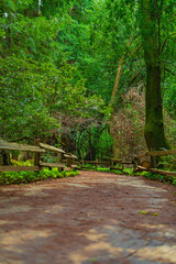 Into the woods at Muir Woods National Monument
