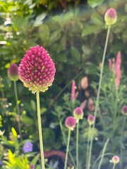 Obraz premium Blumen im Garten