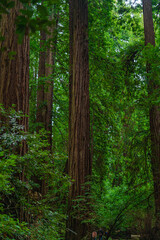 Fototapeta na wymiar Into the woods at Muir Woods National Monument