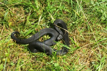Black viper on the grass, closeup
