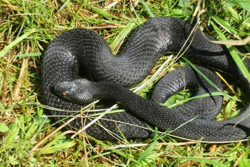 Black viper on the grass, closeup