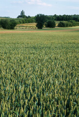 Champ, Blé, Triticum vulgare, Gâtine Tourangelle, Indre et Loire, 37
