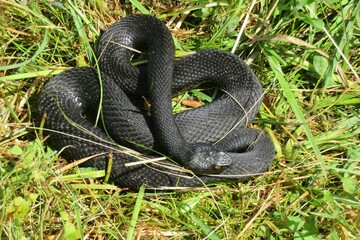 Black viper on grass background, closeup