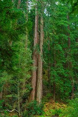 Into the woods at Muir Woods National Monument