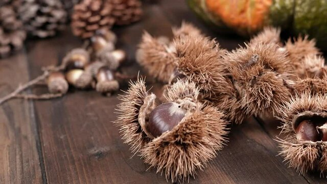 Zucca pigne e ricci di castagne 
