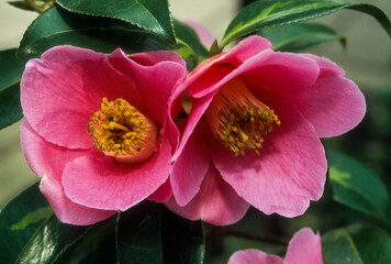 Camélia , Camelia 'Golden Splangles''