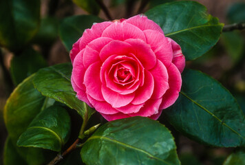 Camélia du Japon, Camelia japonica 'Baronne Leguay'