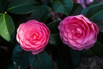 Camélia du Japon, Camelia japonica 'Egwater House'