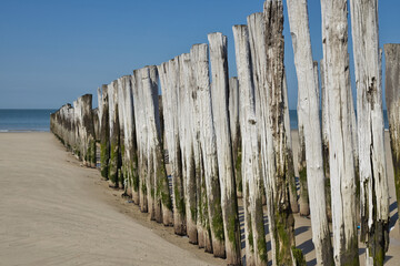 Horizontal view on a row of pile heads on a beach in summer. Breakwaters in Zeeland during ebb on a sunny day. Copy space