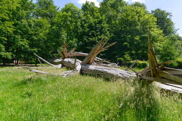 Fototapeta na wymiar La Forêt Monumentale, Houppeville , 76, Normandie, Seine Maritime