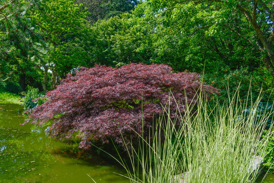 Erable palm&eacute;, Acer palmatum, Le Jardin de Val&eacute;riane, Buchy, 76, Normandie, Seine Maritime