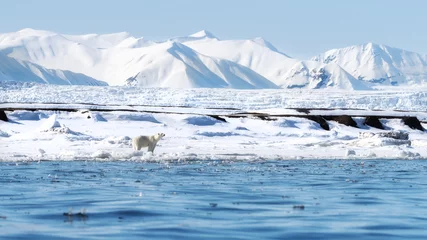 Fototapete Eisbär Adult female polar bear walks along the fast ice in Svalbard, with snow covered mountains and a glacier behind  © Rixie